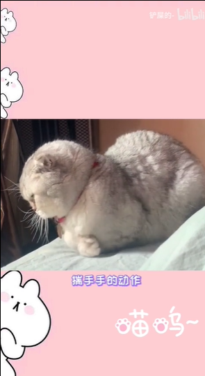 抖音揣手猫梗意思出处介绍