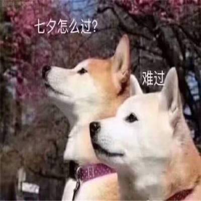 《网络用语》2020七夕节单身狗表情包分享