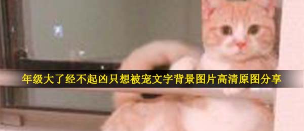 年级大了经不起凶只想被宠文字背景图片高清原图分享