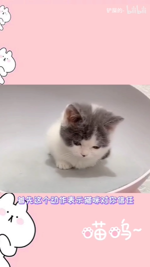 《抖音》揣手猫梗意思出处介绍