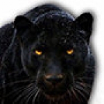 黑豹加速器永久免费版首页软件下载