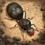荒野蚂蚁模拟手游下载