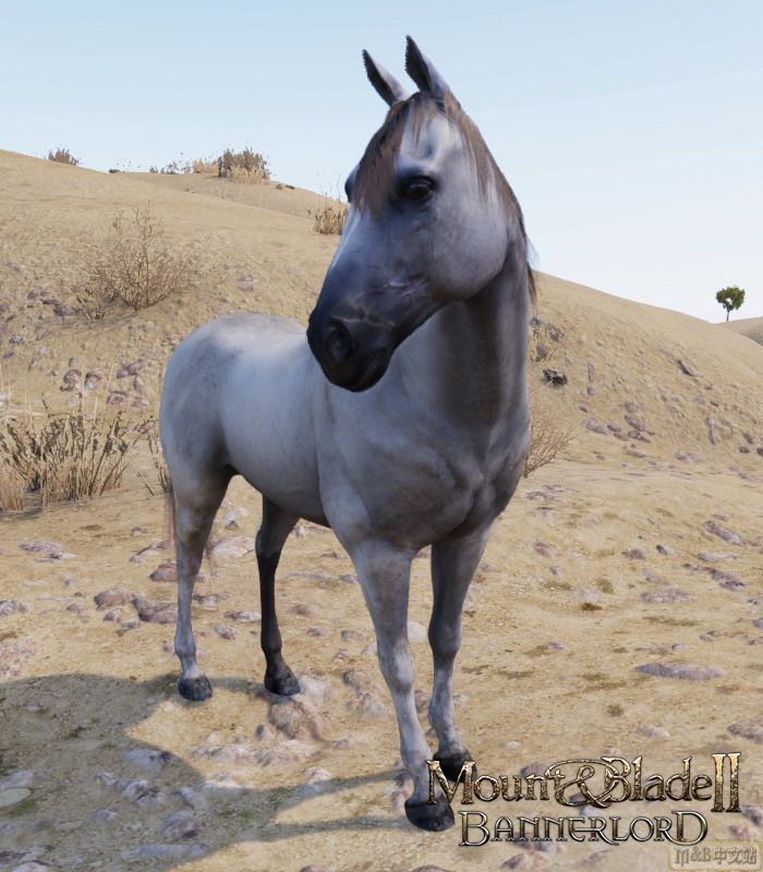 《骑马与砍杀2》新增马匹种类介绍分享