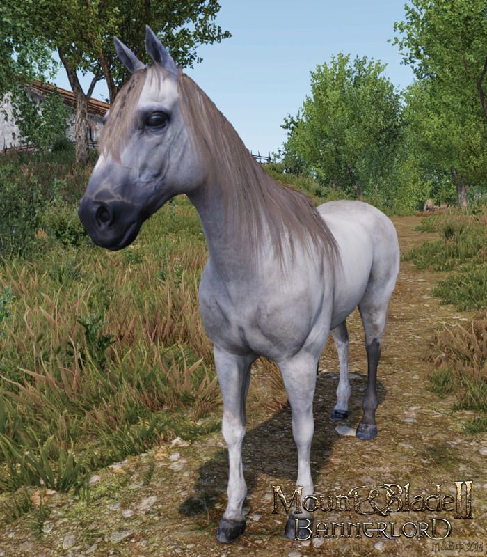 《骑马与砍杀2》新增马匹种类介绍分享